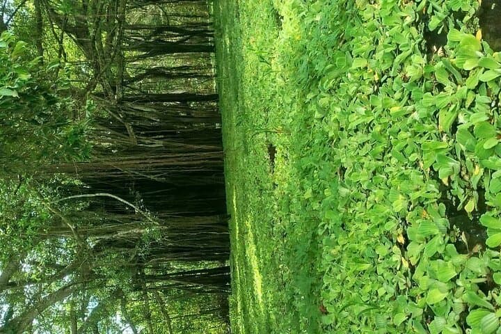 Paddling the Flooded Forest: Canoeing the Amazon from Leticia photo 5