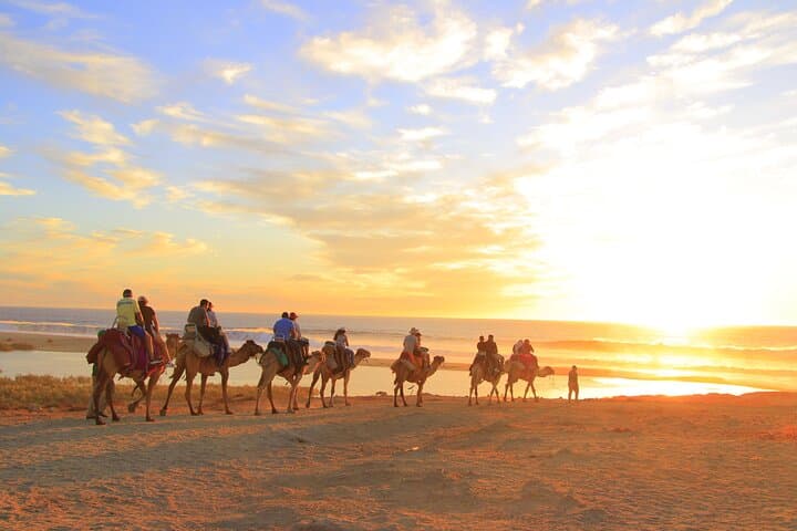Pacific Beach Camel Ride — Camelback Tours in Los Cabos photo 2