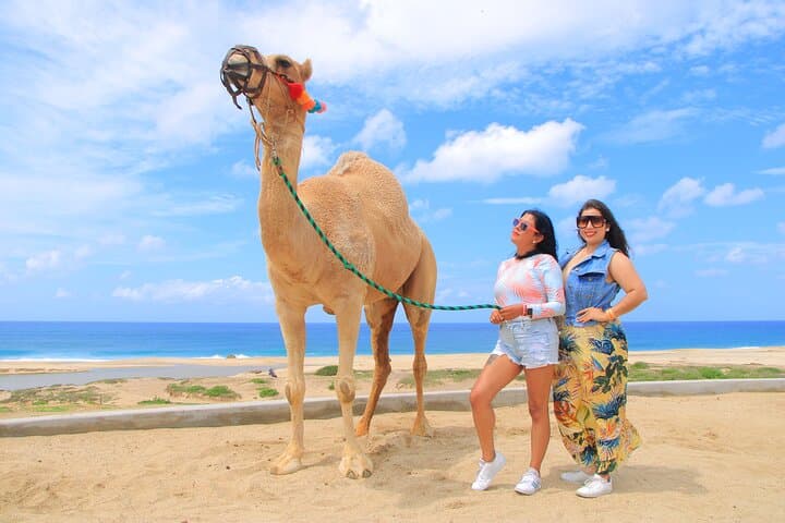 Pacific Beach Camel Ride — Camelback Tours in Los Cabos photo 3
