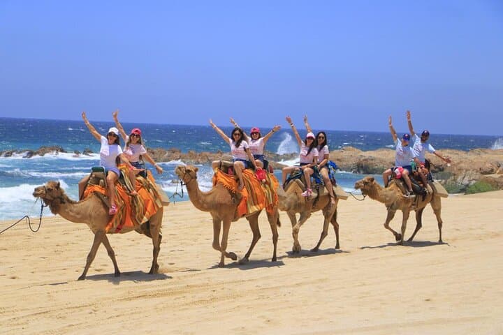 Pacific Beach Camel Ride — Camelback Tours in Los Cabos photo 5