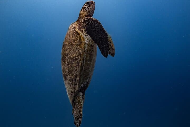 Private Turtle Snorkel & Cruise Waikiki — Turtle Canyon Private Boat Tour photo 3