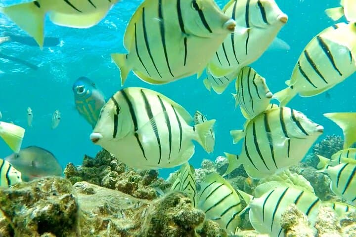 Lanai Snorkel and Dolphin Quest from Maui — Small-Boat Snorkel Tour photo 4