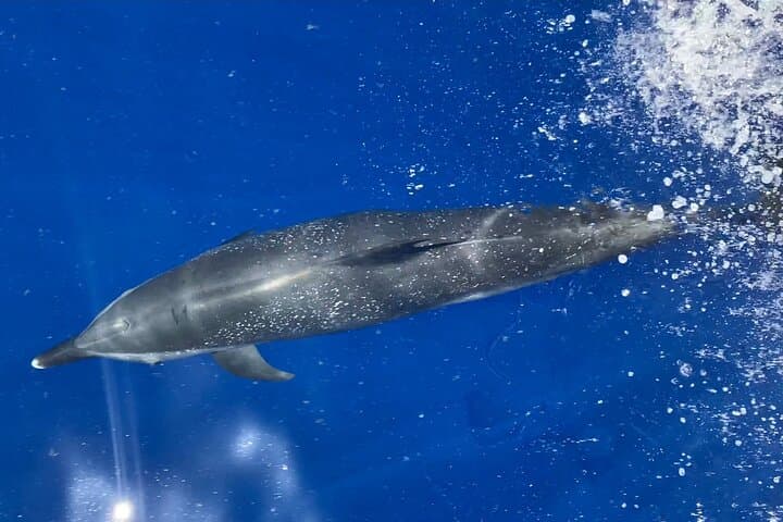 Lanai Snorkel and Dolphin Quest from Maui — Small-Boat Snorkel Tour photo 6