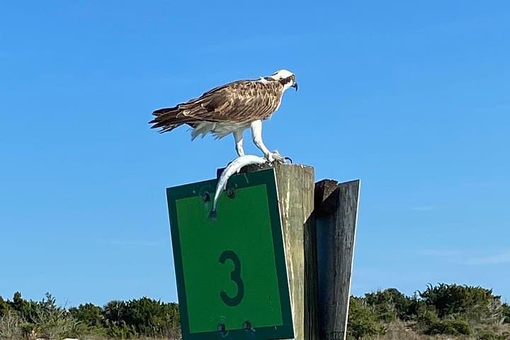 St. Augustine Dolphin & Wildlife History Cruise — Matanzas Bay Boat Tour photo 3