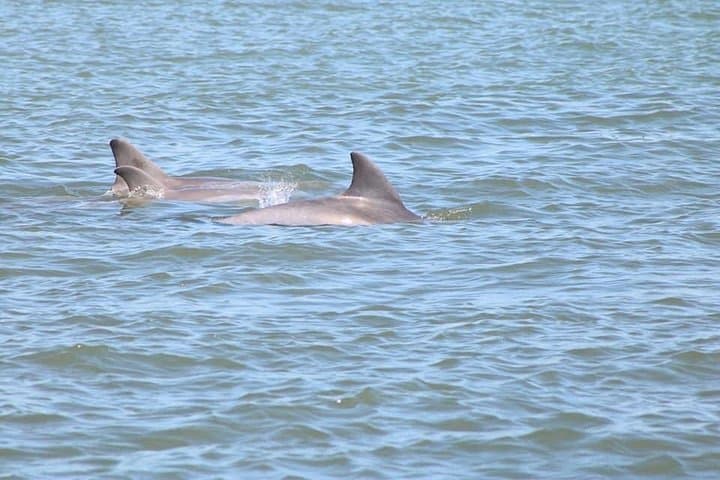 St. Augustine Dolphin & Wildlife History Cruise — Matanzas Bay Boat Tour photo 1