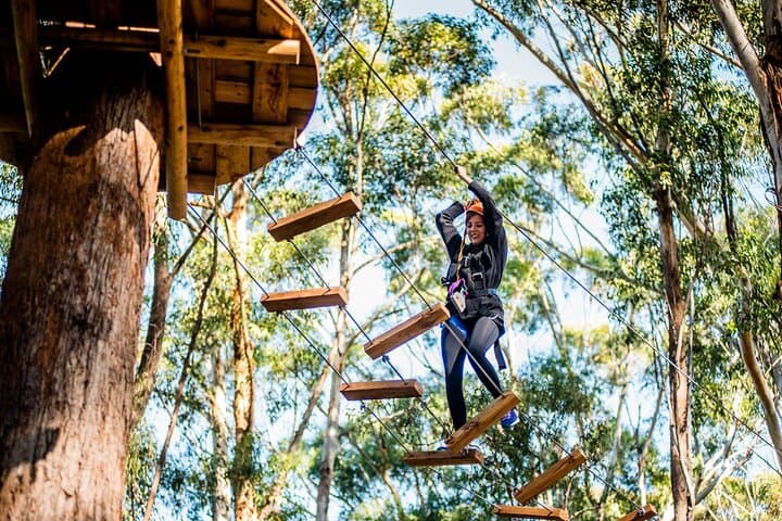 Treetops Adventure Coffs Harbour: Canopy Ropes Course & 14 Ziplines photo 3