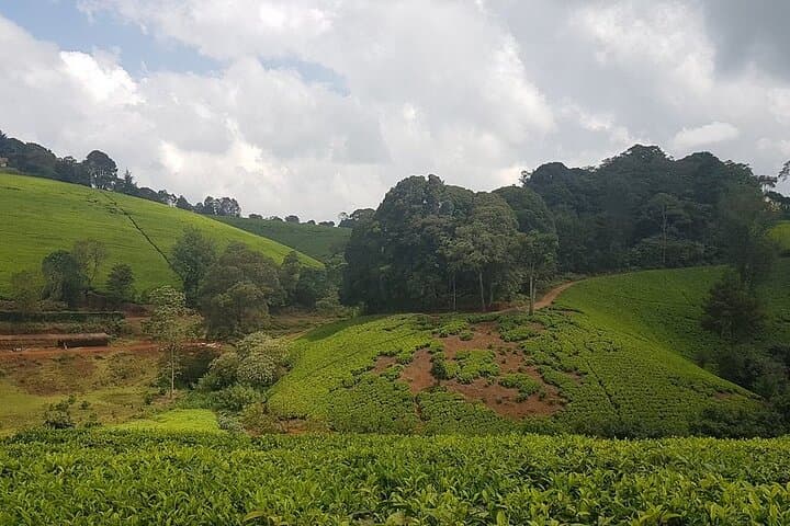 Kiambethu Tea Farm Tour from Nairobi — Tea Fields, Colobus Monkeys & Farm Lunch photo 6