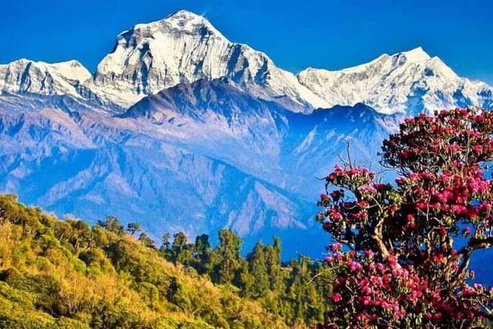 Poon Hill Sunrise Trek: 5-Day Ghorepani Loop from Pokhara photo 4
