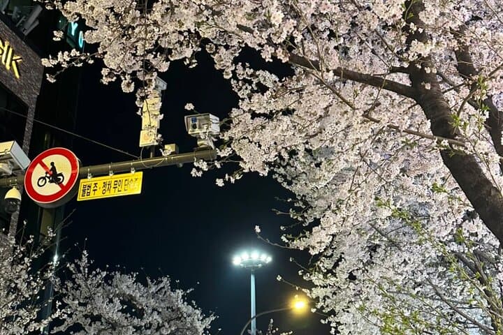 Seoul Cherry Blossom Private Sightseeing Tour | Seokchon, Yeouido & Seoul Forest