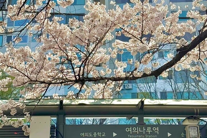 Seoul Cherry Blossom Private Sightseeing Tour | Seokchon, Yeouido & Seoul Forest photo 3
