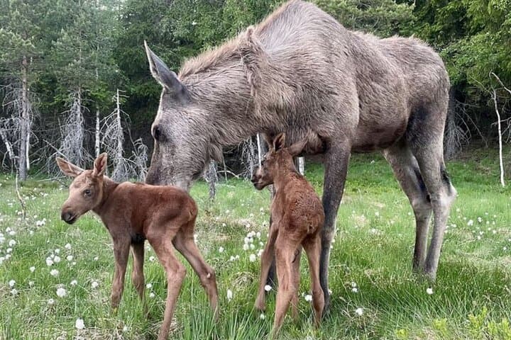 Kristiansand Moose Park Tour: Guided Bus to Viltgården photo 2