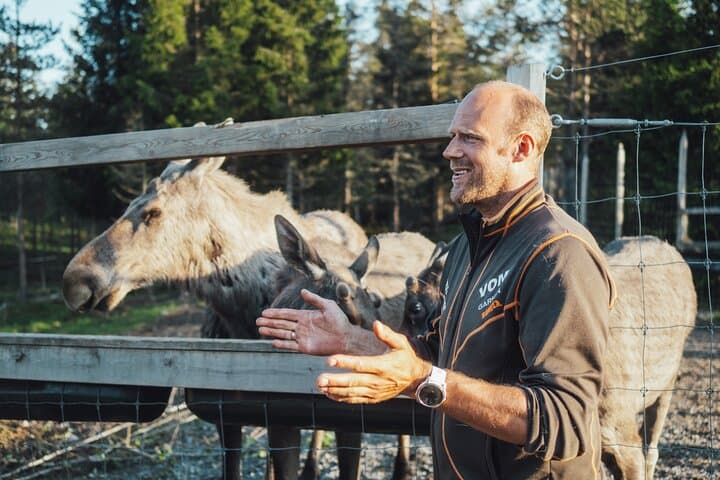 Kristiansand Moose Park Tour: Guided Bus to Viltgården photo 3