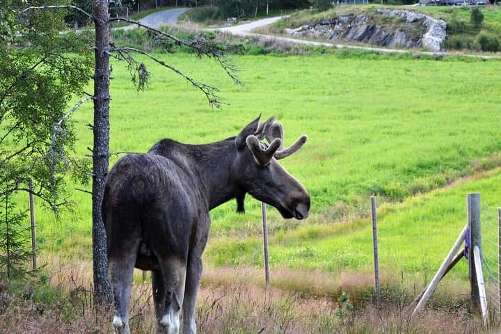 Kristiansand Moose Park Tour: Guided Bus to Viltgården photo 4