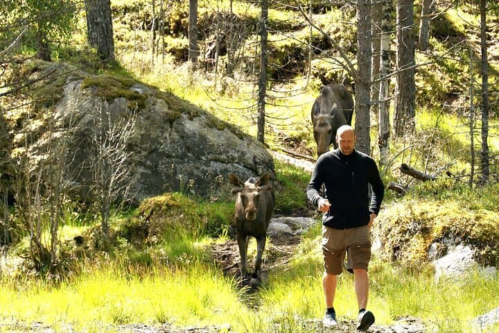 Kristiansand Moose Park Tour: Guided Bus to Viltgården photo 6
