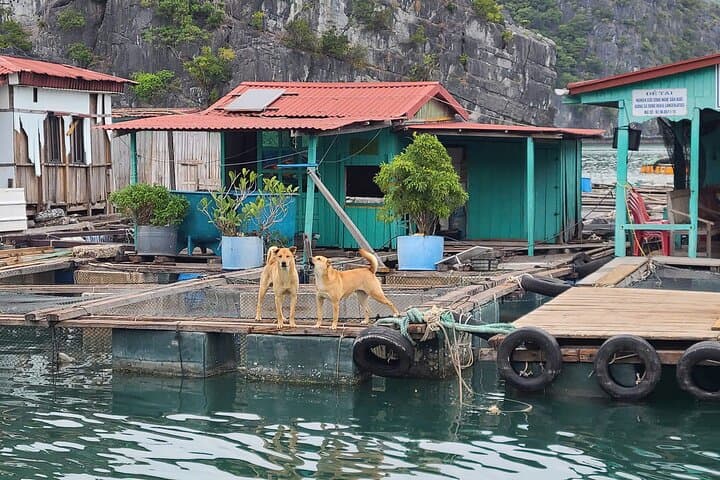 Lan Ha Bay Luxury Day Cruise from Cat Ba — Kayaking, Swimming & Sunset Party photo 2