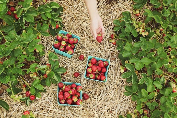 Private Nami Island and Organic Strawberry Farm Tour from Seoul: Day Trip to Nami Island & Garden of Morning Calm