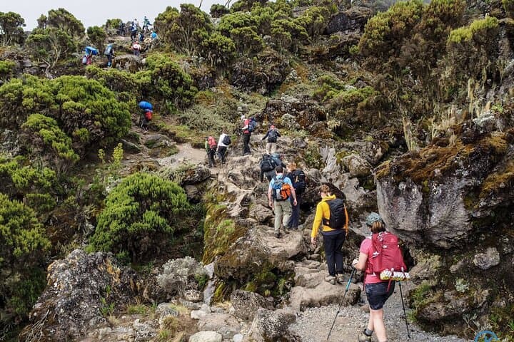 2-Day Mount Kilimanjaro Hike: Marangu Route Express (Mandara Huts) photo 5