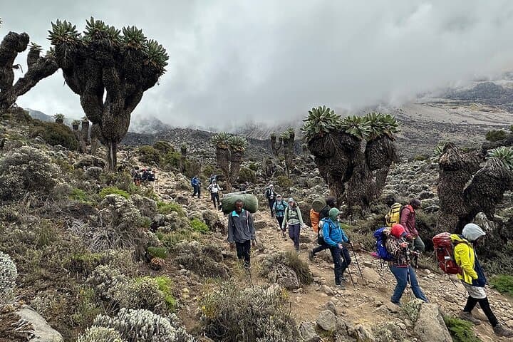 2-Day Mount Kilimanjaro Hike: Marangu Route Express (Mandara Huts) photo 6