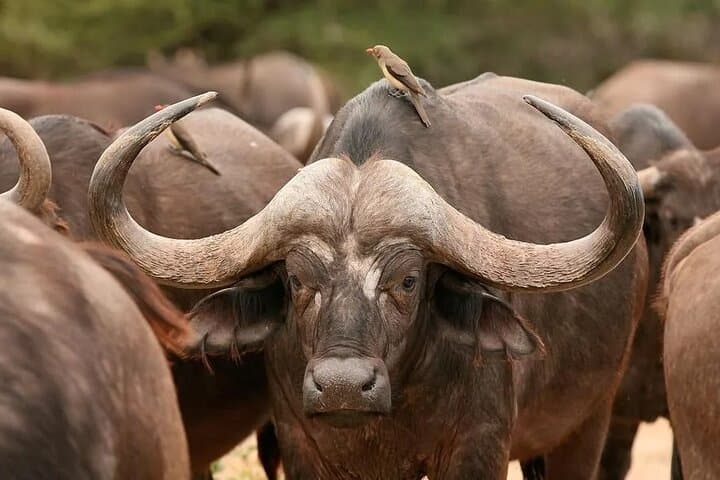 Amboseli Day Safari: Kilimanjaro Views, Elephant Herds & Savanna Game Drive photo 2