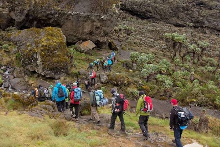 6-Day Kilimanjaro Lemosho Route: Private Guided Summit Trek to Uhuru Peak photo 6