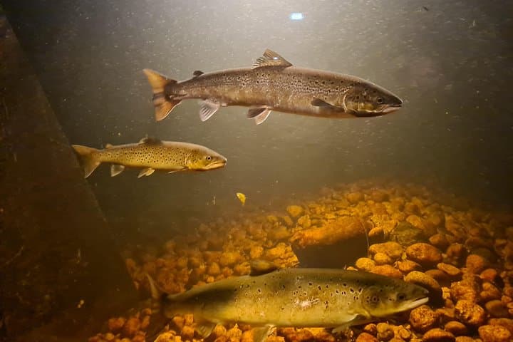 Kristiansand Wild Salmon Center Guided Tour: Kvåsfossen & Fish Ladder photo 6
