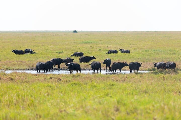 4-Day Tanzania Safari: Tarangire, Serengeti & Ngorongoro Crater Adventure