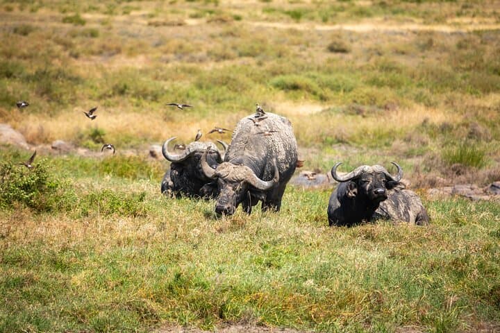 4-Day Tanzania Safari: Tarangire, Serengeti & Ngorongoro Crater Adventure photo 2