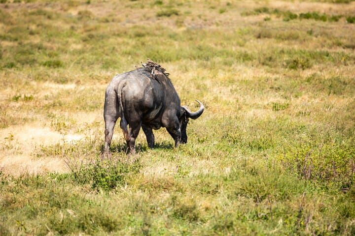 4-Day Tanzania Safari: Tarangire, Serengeti & Ngorongoro Crater Adventure photo 3
