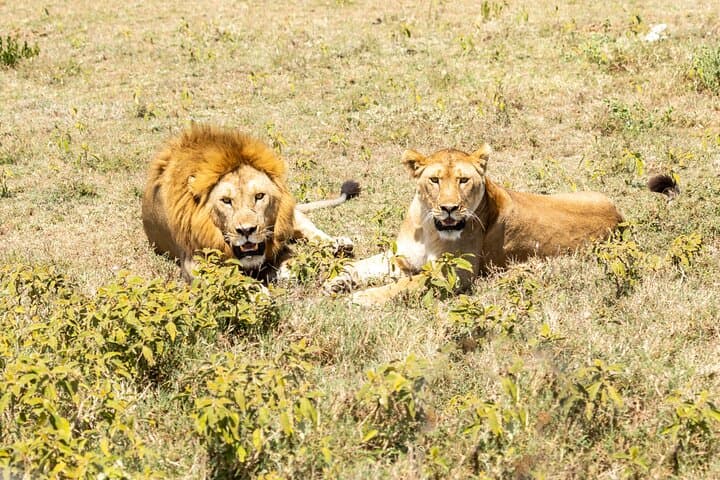 4-Day Tanzania Safari: Tarangire, Serengeti & Ngorongoro Crater Adventure photo 4