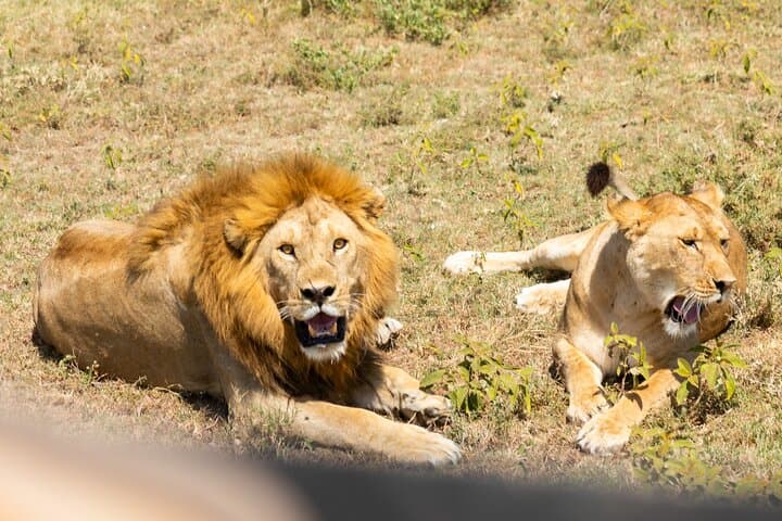 4-Day Tanzania Safari: Tarangire, Serengeti & Ngorongoro Crater Adventure photo 5