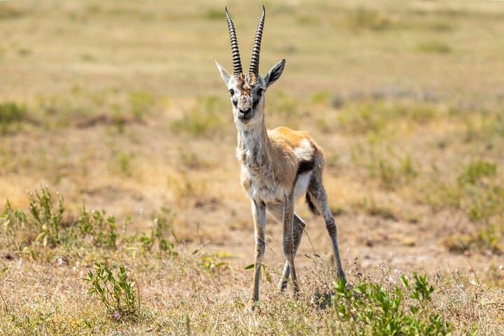 4-Day Tanzania Safari: Tarangire, Serengeti & Ngorongoro Crater Adventure photo 6