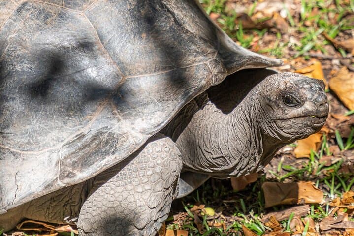 Half-Day Curieuse & St Pierre Island Cruise — Giant Tortoises, Mangroves and Snorkeling photo 4