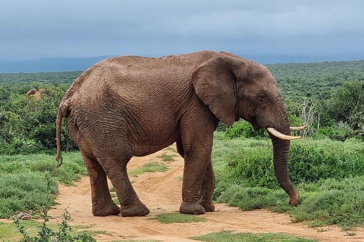 Full-Day Addo Elephant National Park Safari from Port Elizabeth