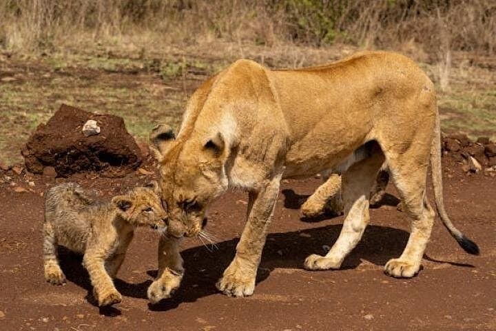 Tsavo East 2-Day Safari from Diani or Mombasa: Elephants, Yatta Plateau & Aruba Dam photo 6