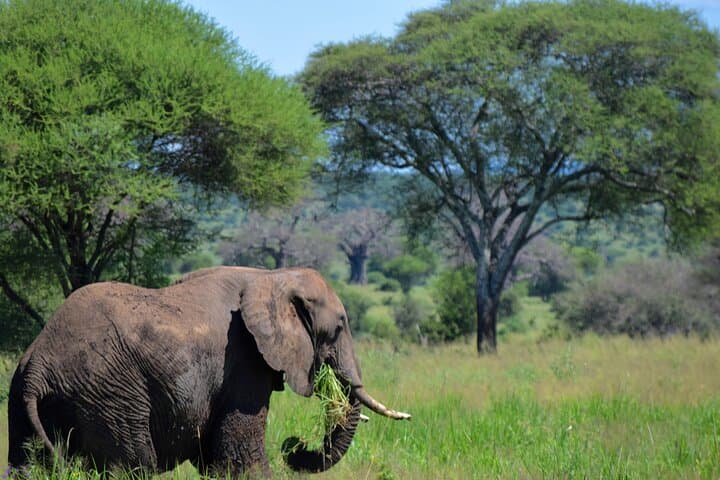 Tarangire National Park Day Trip: Big Five Safari from Arusha