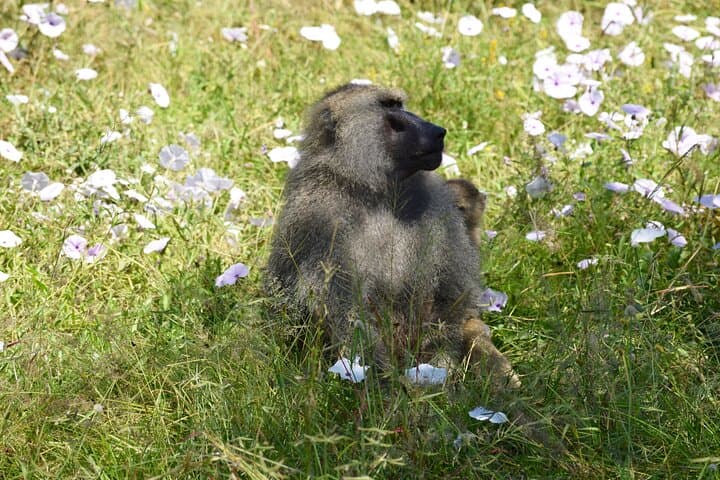 Tarangire National Park Day Trip: Big Five Safari from Arusha photo 3