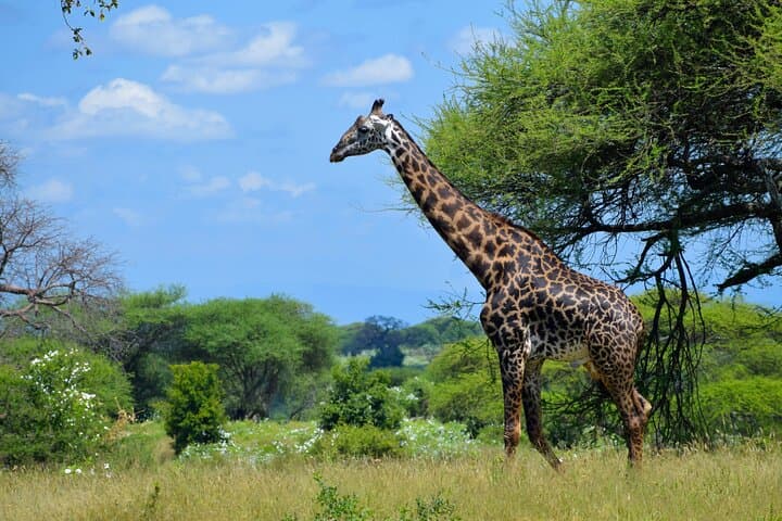 Tarangire National Park Day Trip: Big Five Safari from Arusha photo 4