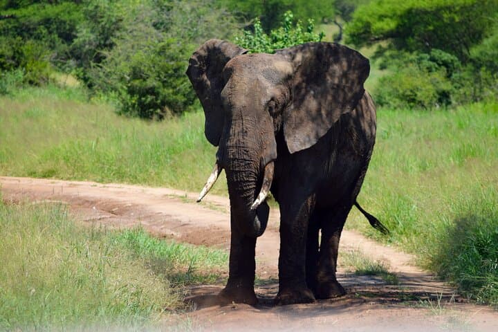 Tarangire National Park Day Trip: Big Five Safari from Arusha photo 5