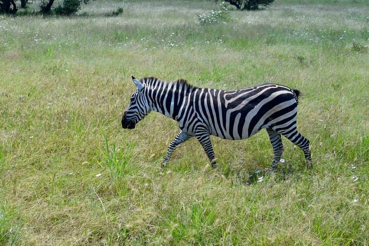 Tarangire National Park Day Trip: Big Five Safari from Arusha photo 6