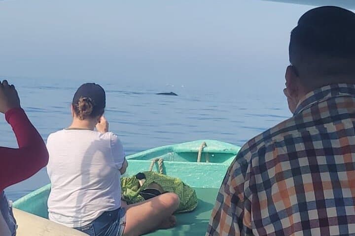 Private Sunset Whale-Watching & Seawall Cruise in Puerto Vallarta Bay photo 1