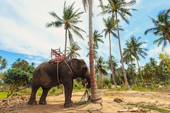 Private Elephant Haven Day Trip from Bangkok to Kanchanaburi photo 4