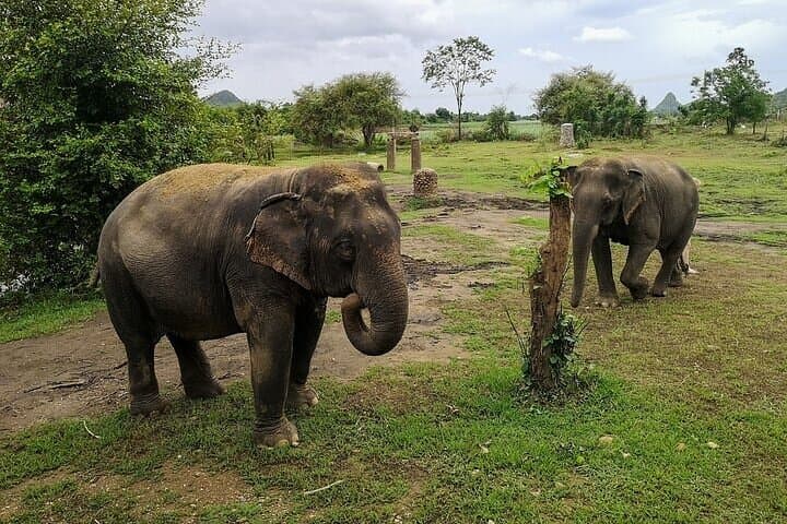 Private Elephant Haven Day Trip from Bangkok to Kanchanaburi photo 5