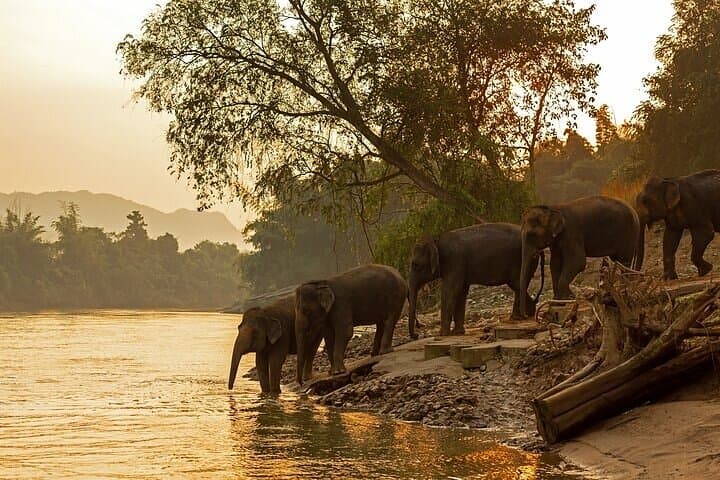 Private Elephant Haven Day Trip from Bangkok to Kanchanaburi photo 6