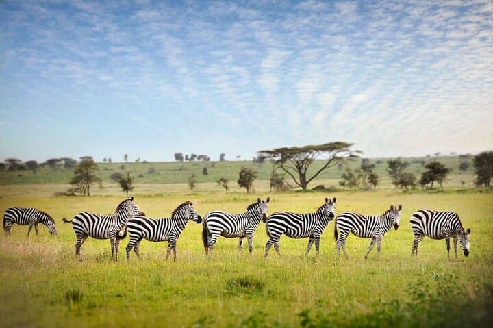 Luxury 6-Day Tanzania Safari: Tarangire, Serengeti & Ngorongoro Lodges photo 2