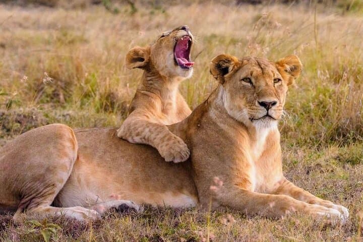 Luxury 6-Day Tanzania Safari: Tarangire, Serengeti & Ngorongoro Lodges photo 4