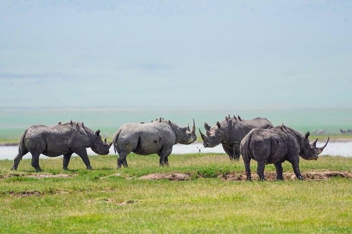 Luxury 6-Day Tanzania Safari: Tarangire, Serengeti & Ngorongoro Lodges photo 5