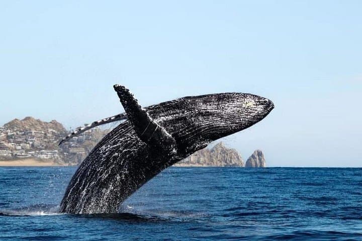 Cabo Whale Watching: Whale-Tale Boat Tour to Land's End and the Arch photo 3