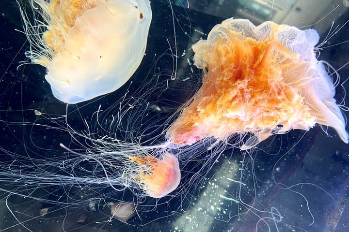Behind-the-Scenes Aquarium Experience at Sitka Sound Science Center photo 3