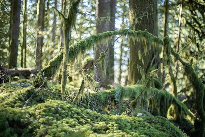 Squamish Trail Running Adventure: Guided Runs on Sea-to-Sky Trails photo 2