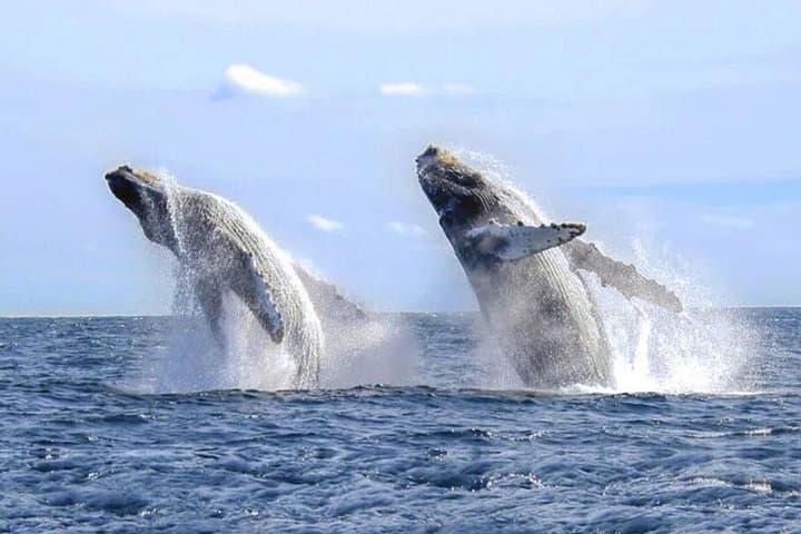 Cabo Whale Watching: Whale-Tale Boat Tour to Land's End and the Arch photo 2